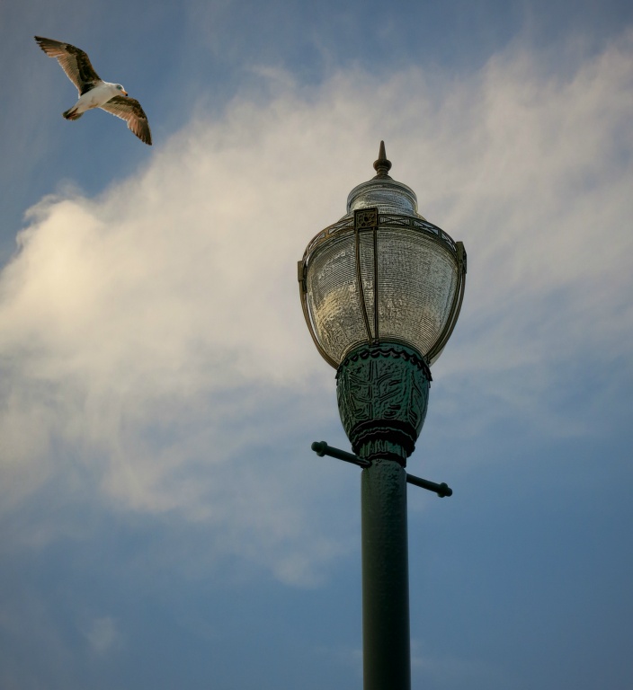 Pkg Lite with Gull
